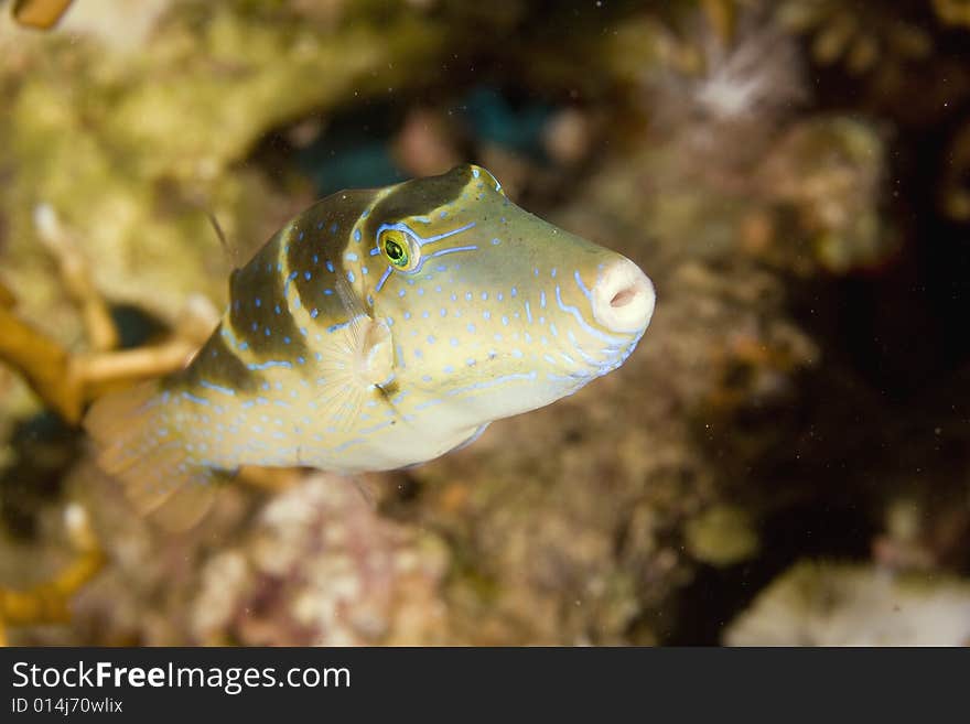 Crowned Toby (canthigaster Coronata)