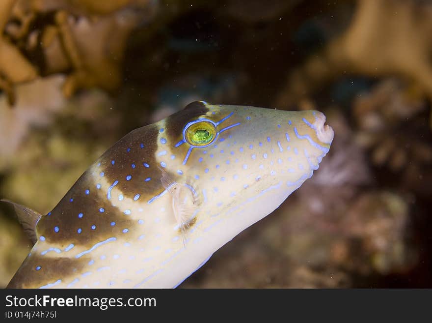 Crowned toby (canthigaster coronata) taken in the Red Sea.