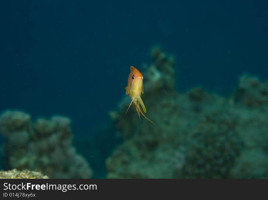 Oman anthias (pseudanthias marcia) taken in the Red Sea.