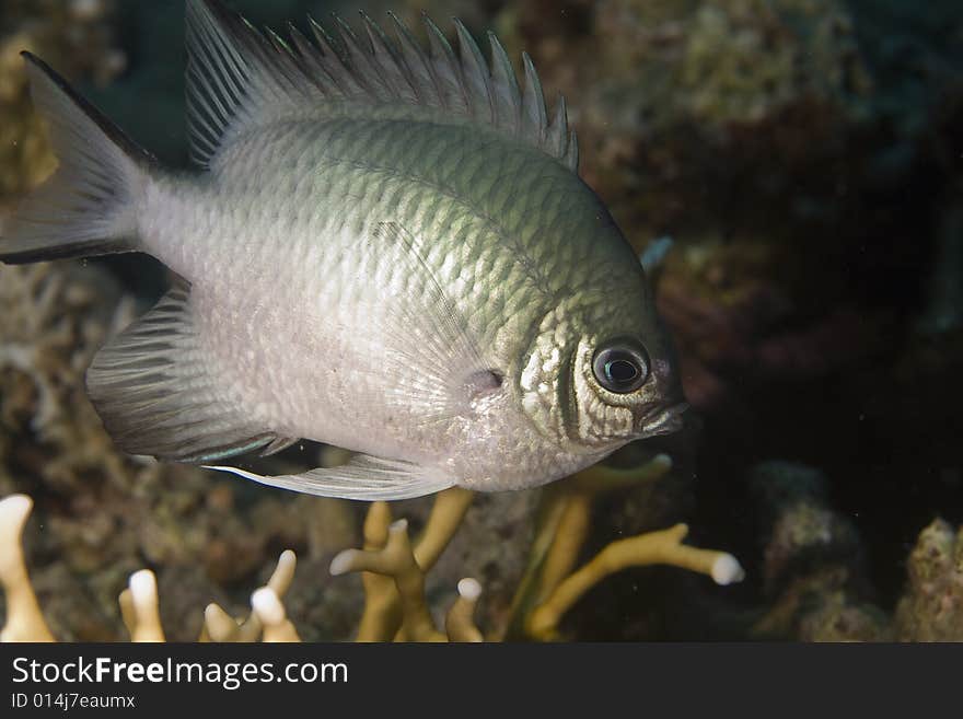 Pale damselfish (amblyglyphidodon indicus) taken in the Red Sea.