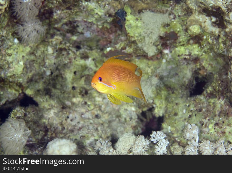 Oman anthias (pseudanthias marcia) taken in the Red Sea.