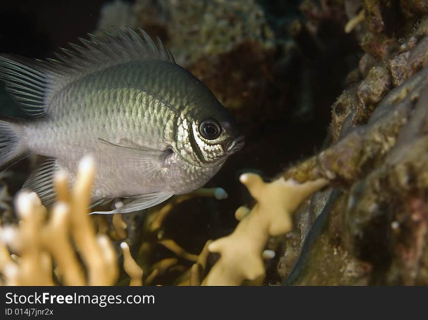 Pale damselfish (amblyglyphidodon indicus) taken in the Red Sea.