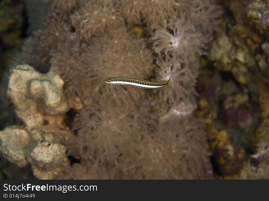 Piano fangblenny (plagiotremus tapeinosoma) taken in the Red Sea.