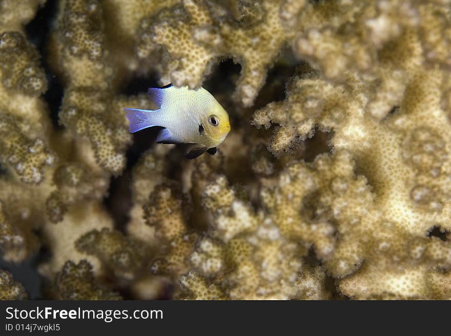 Red sea dascyllus (dascyllus marginatus) taken in the Red Sea.