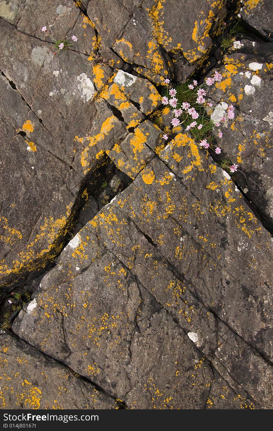 Natural background, rock and flower