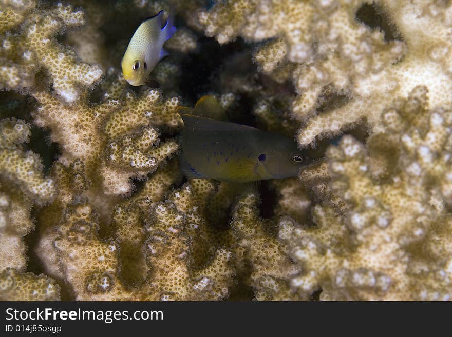 Red sea dascyllus (dascyllus marginatus) taken in the Red Sea.