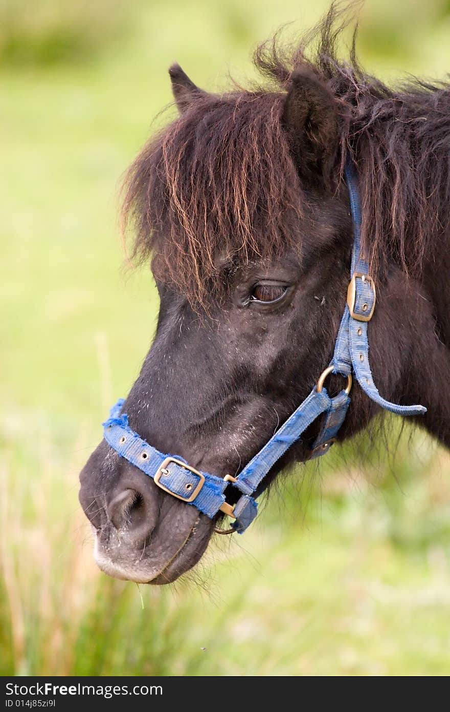 Horse portrait of a young foal