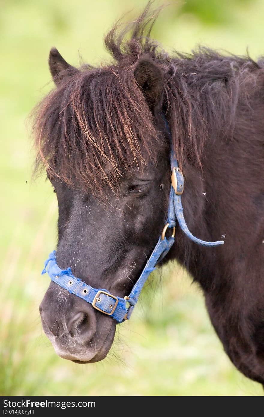 Horse portrait of a young foal