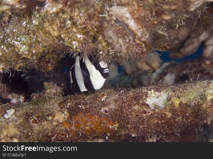 Hambug dascyllus (dascyllus aruanus) taken in the Red Sea.