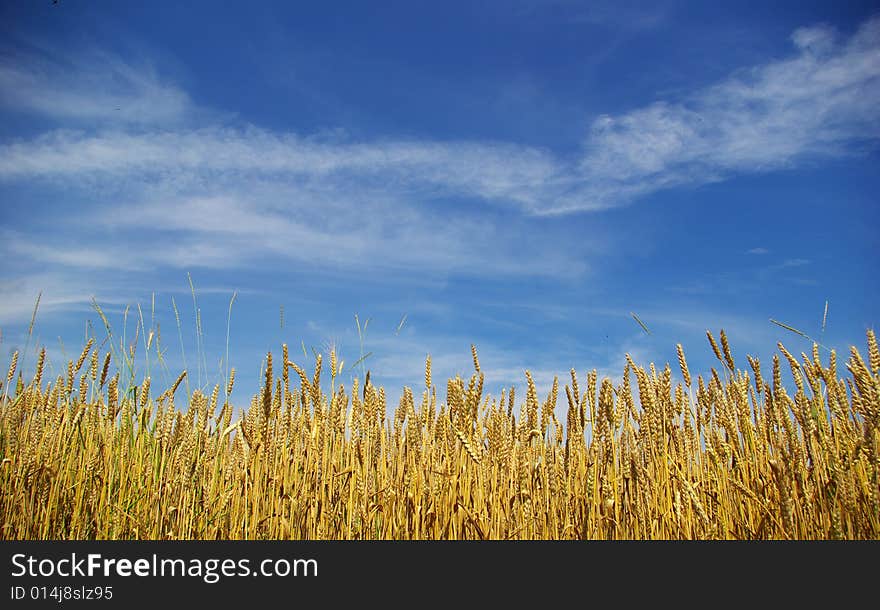 Wheat field