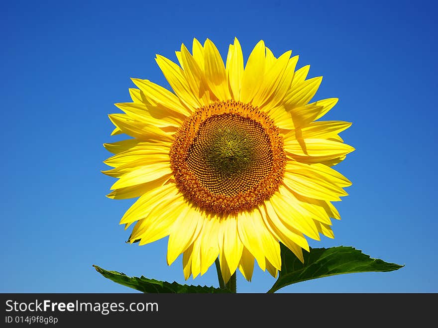 Sunflower