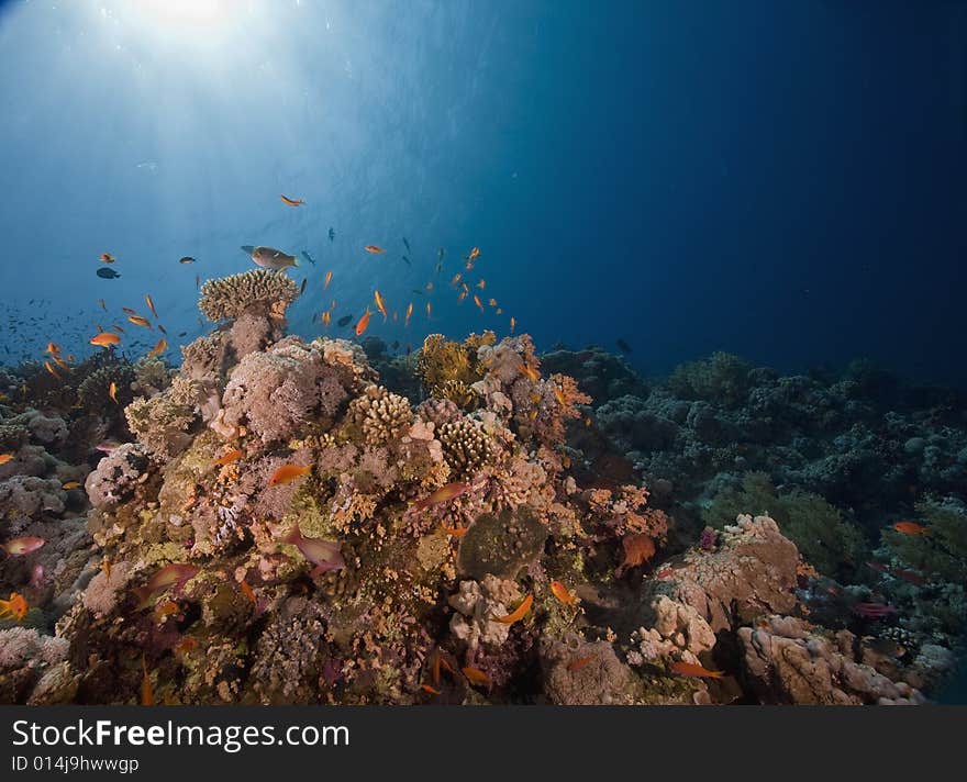 Coral and fish taken in the Red Sea.