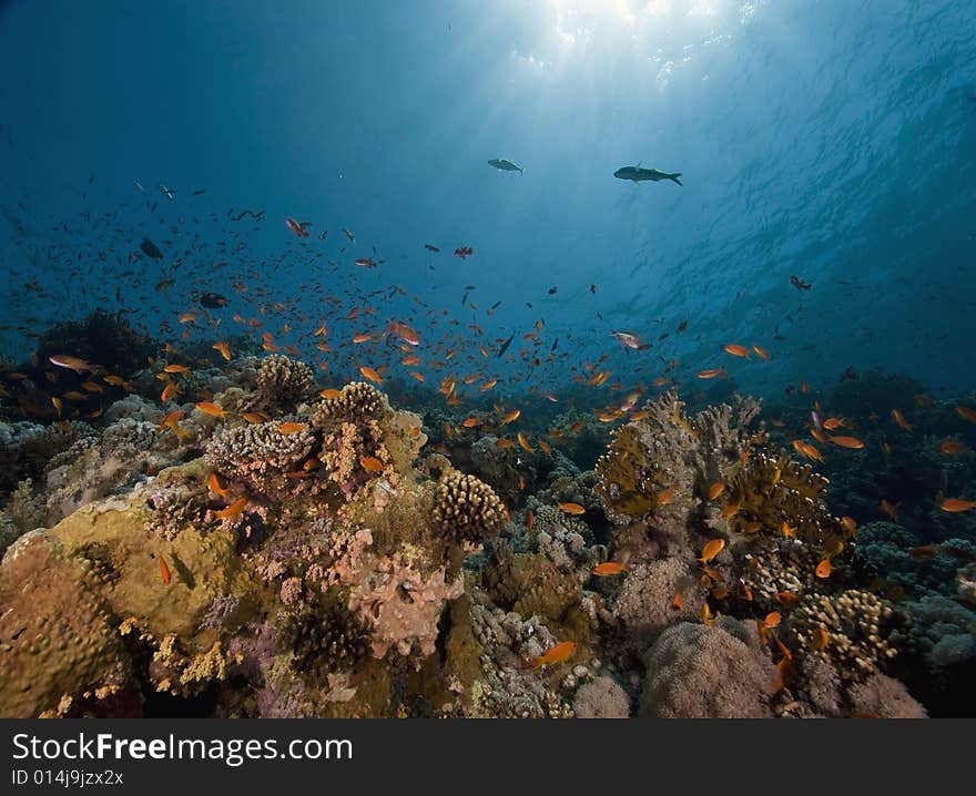 Coral and fish taken in the Red Sea.