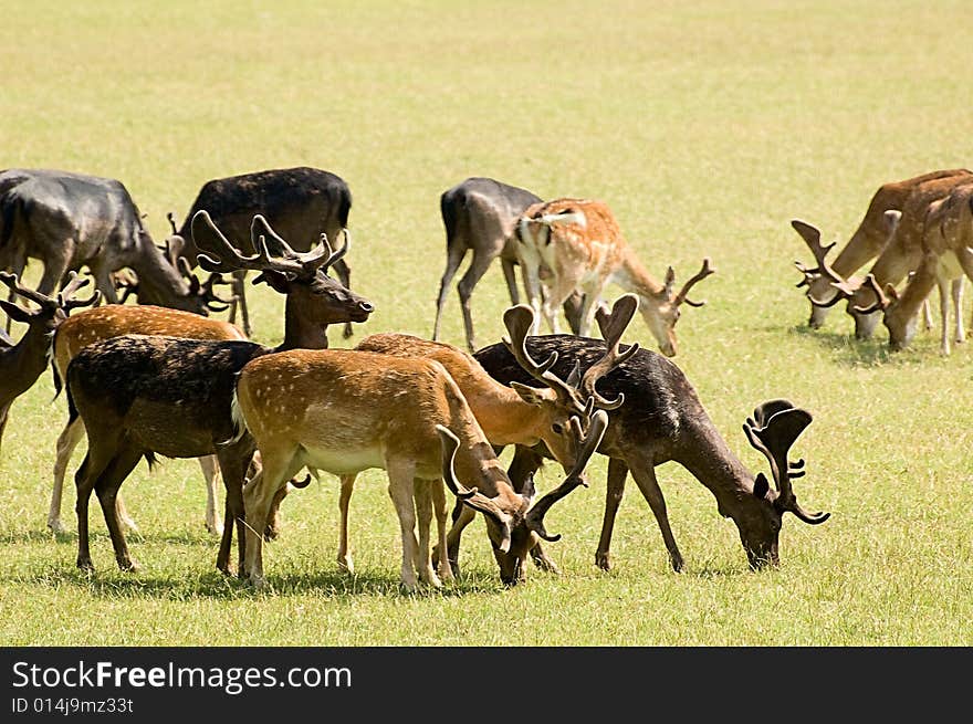 Photo of a herd of deers grazing in the medow. Photo of a herd of deers grazing in the medow