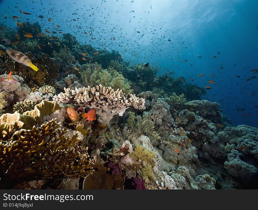 Coral and fish taken in the Red Sea.