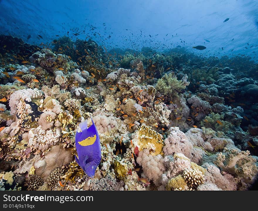 Coral and fish taken in the Red Sea.