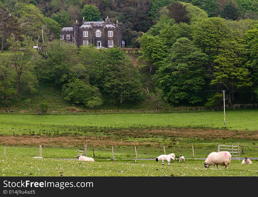 Sheep farm in Mull Scotland