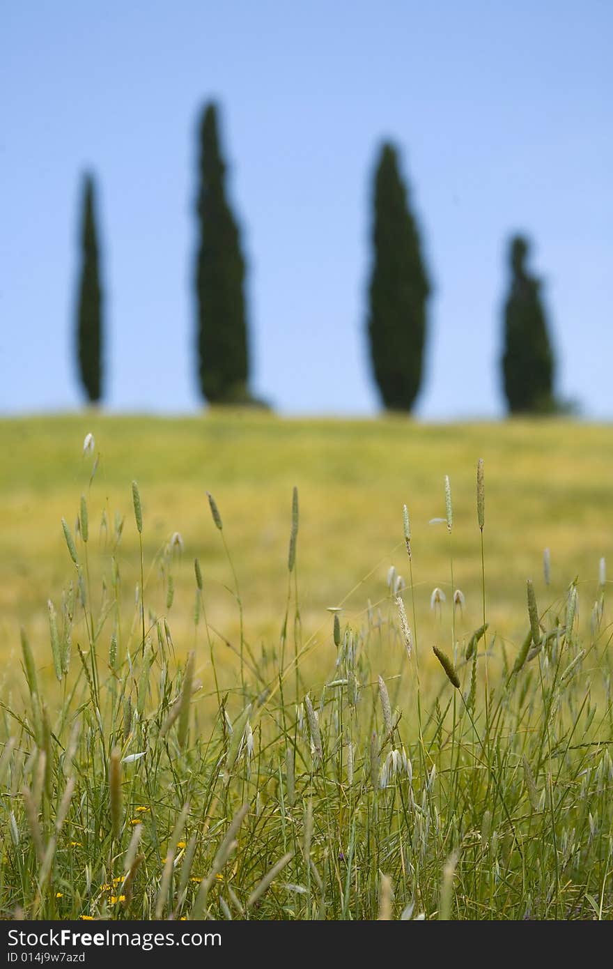 Tuscany countryside, spikes