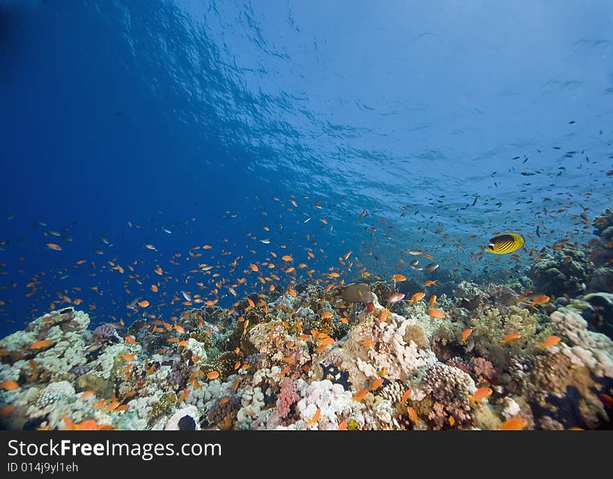 Coral and fish taken in the Red Sea.