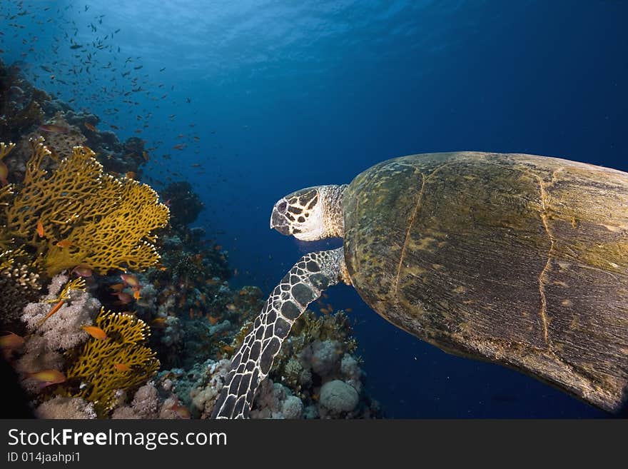 Hawksbill turtle (eretmochelys imbricata) taken in the Red Sea.