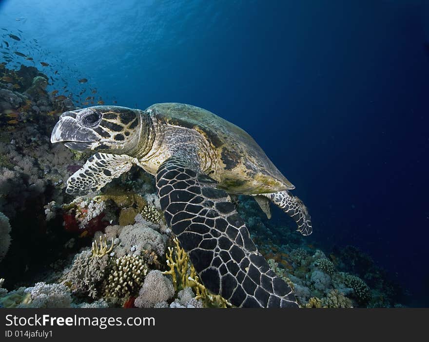 Hawksbill turtle (eretmochelys imbricata) taken in the Red Sea.