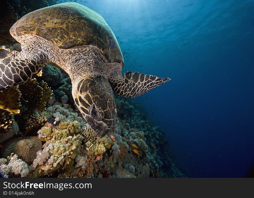 Hawksbill turtle (eretmochelys imbricata) taken in the Red Sea.