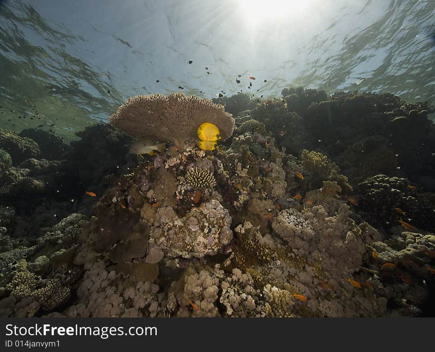 Coral And Fish