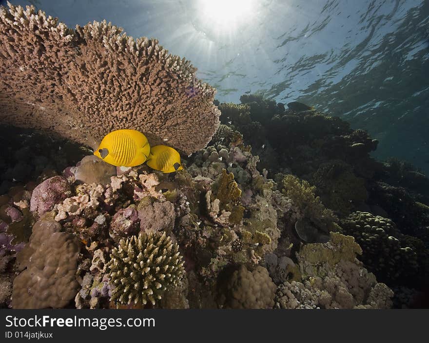 Masked butterflyfish (chaetodon larvatus) taken in the Red Sea.