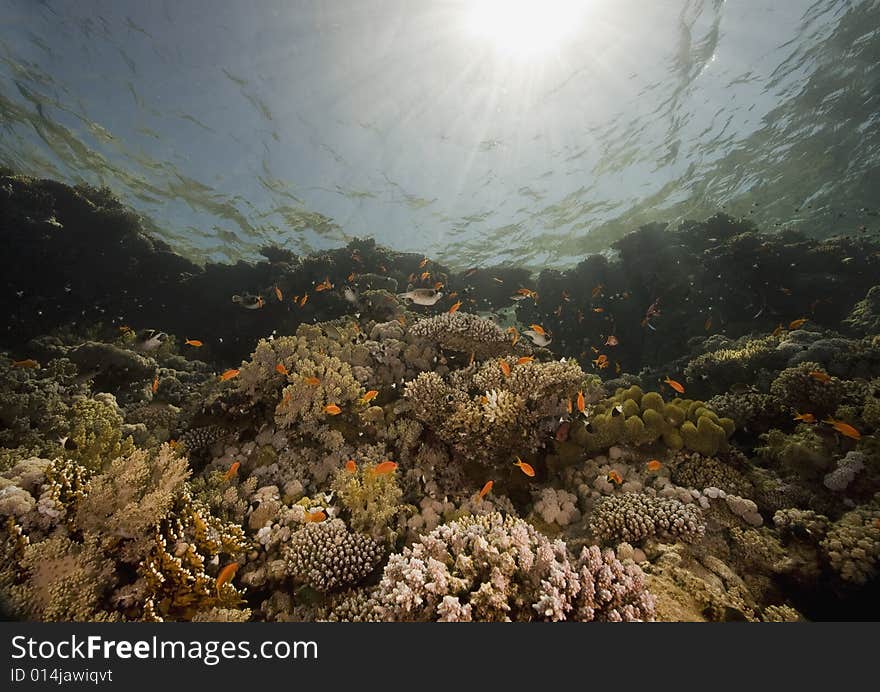 Coral and fish taken in the Red Sea.