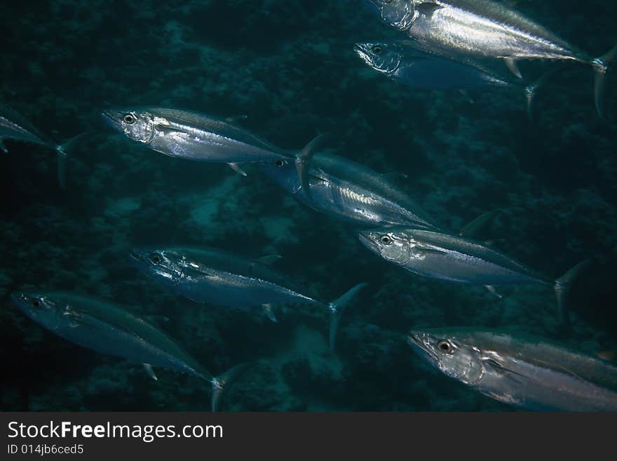 Dogtooth tuna (gymnosarda unicolor) taken in the Red Sea.