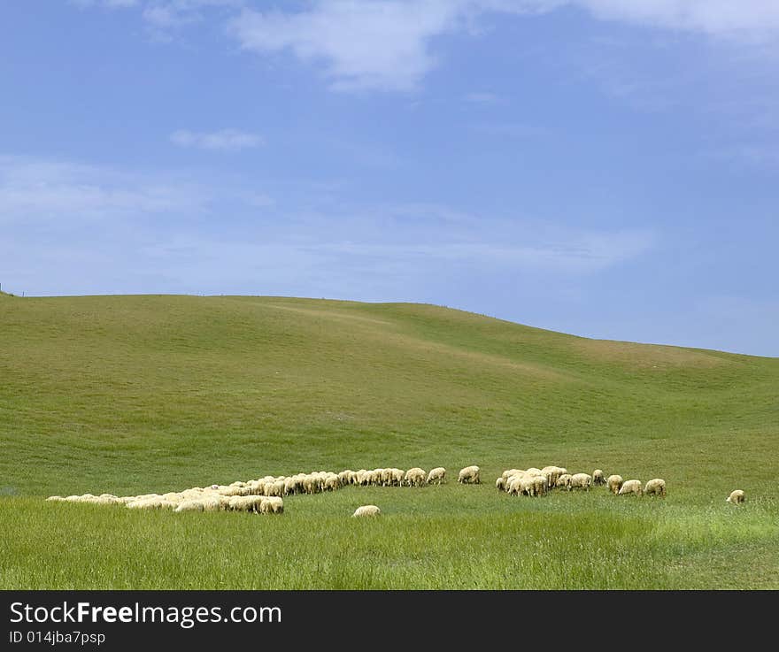 Tuscany countryside, sheeps