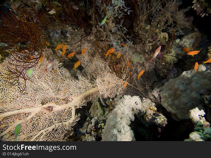 Coral and fish taken in the Red Sea.