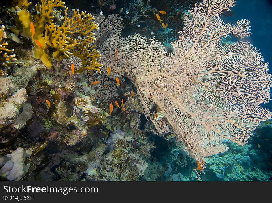 Seafan and fish taken in the Red Sea.