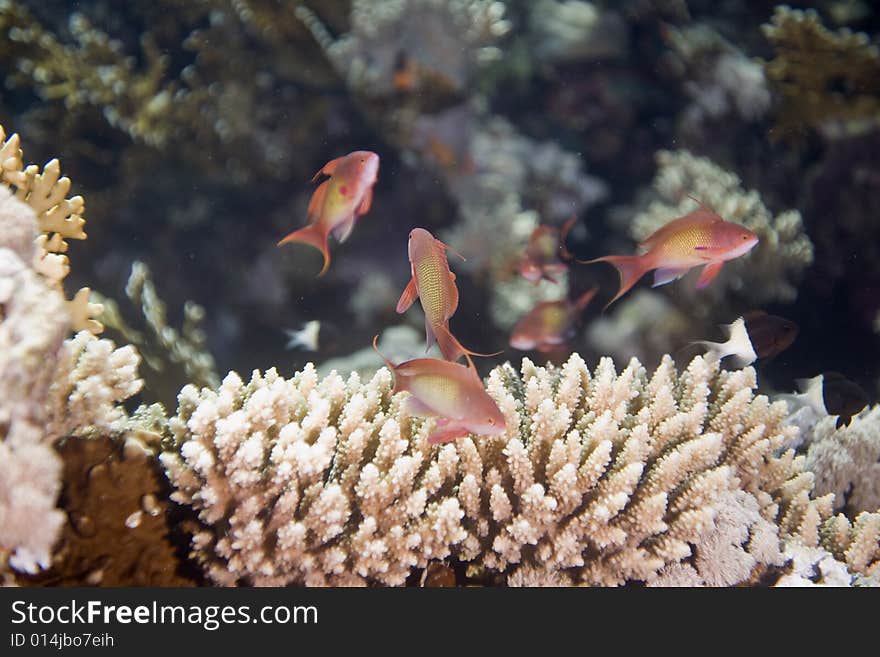 Lyretail anthias (pseudanthias squamipinnis)lyretail anthias (pseudanthias squamipinnis) taken in the Red Sea.