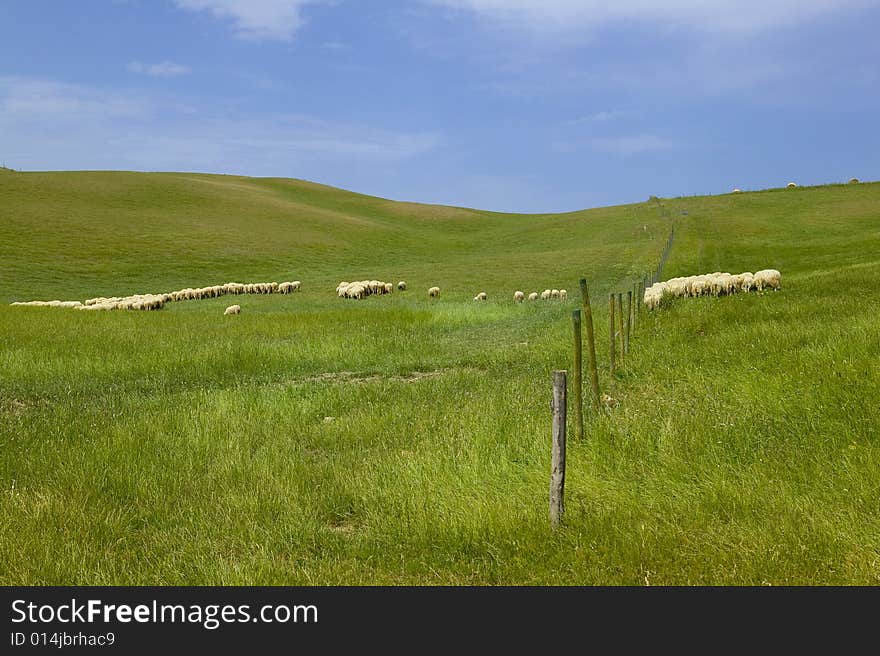 Tuscany countryside, sheeps