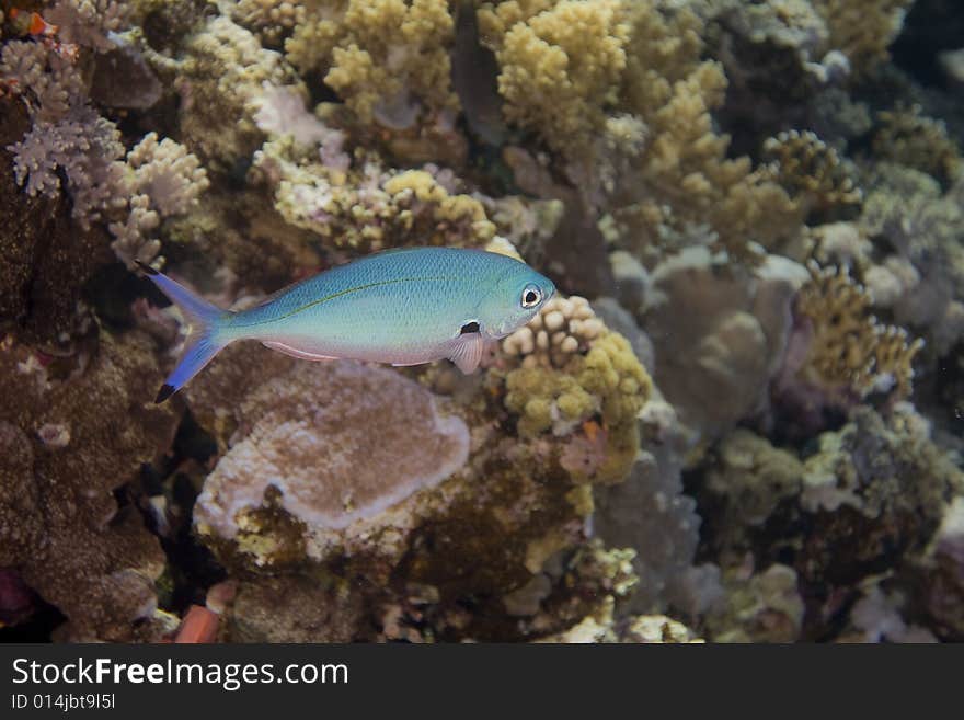 Lunar fusilier (caesioi lunaris) taken in the Red Sea.