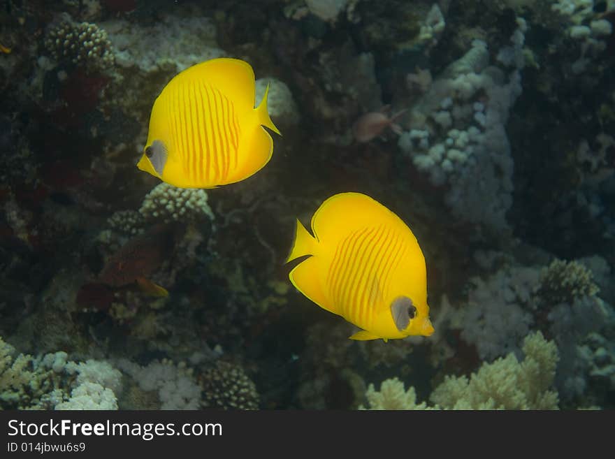 Masked butterflyfish taken in the Red Sea. Masked butterflyfish taken in the Red Sea.