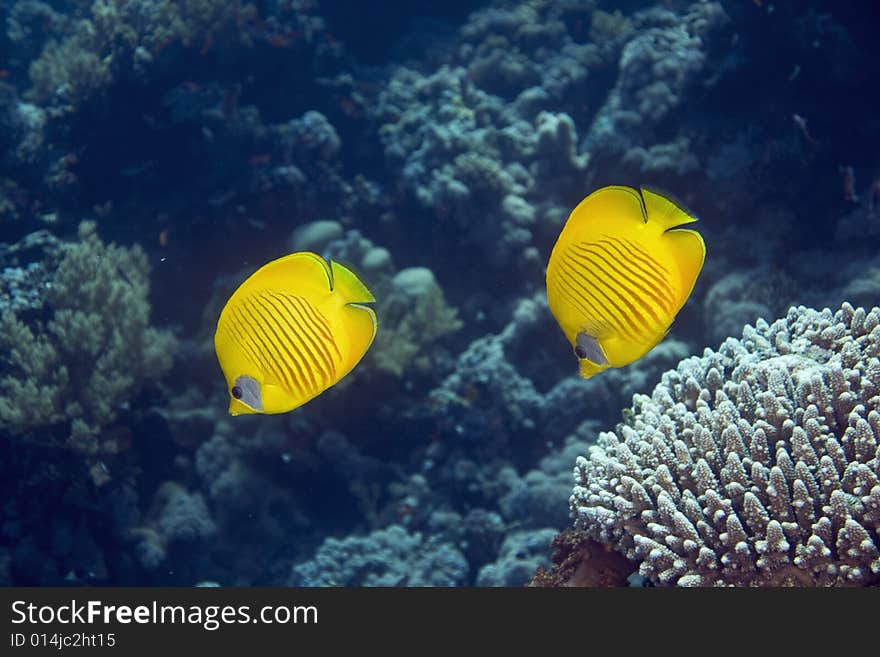 Masked butterflyfish taken in the Red Sea. Masked butterflyfish taken in the Red Sea.