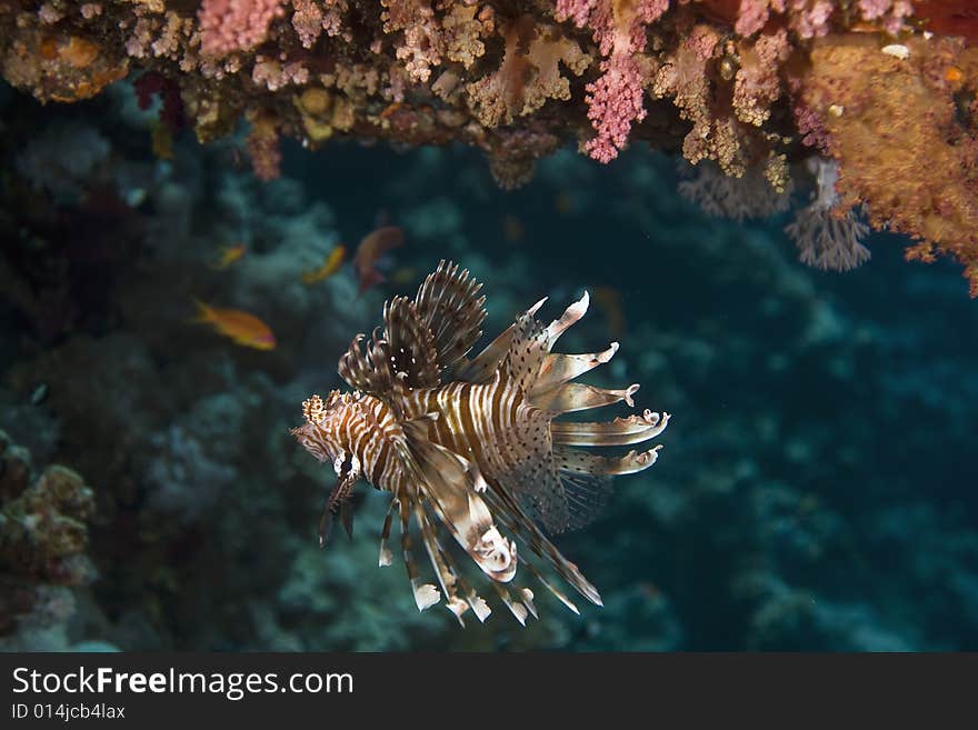 Common lionfish (pterois miles) taken in the Red Sea.