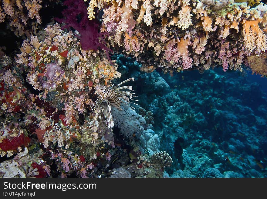 Coral and fish taken in the Red Sea.