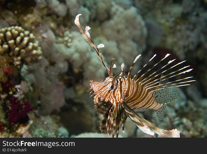 Common lionfish (pterois miles) taken in the Red Sea.