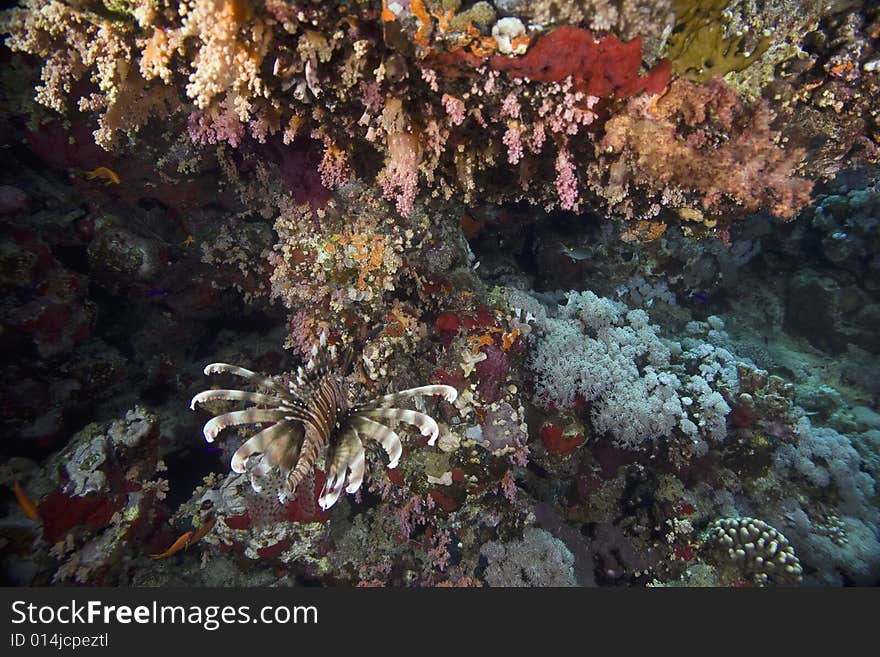 Coral and fish taken in the Red Sea.