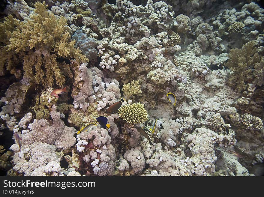 Coral and fish taken in the Red Sea.