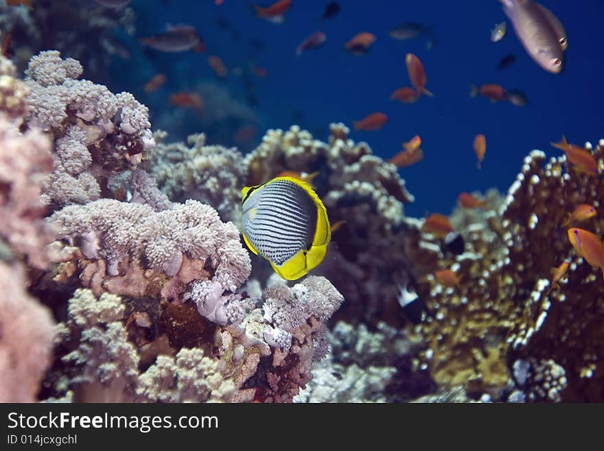 Coral and fish taken in the Red Sea.