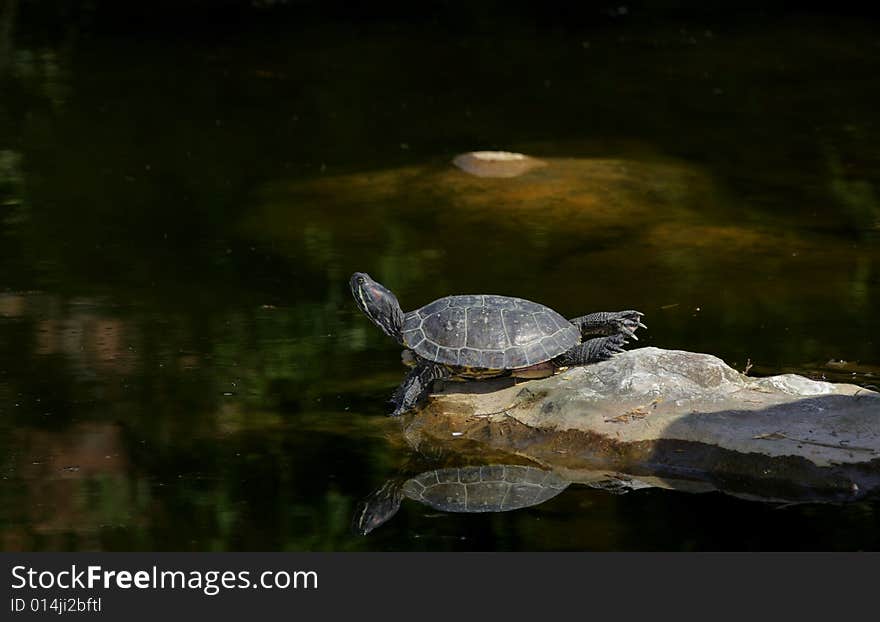 Turtle laying on the shore - photo taken by a telephoto lens and flash