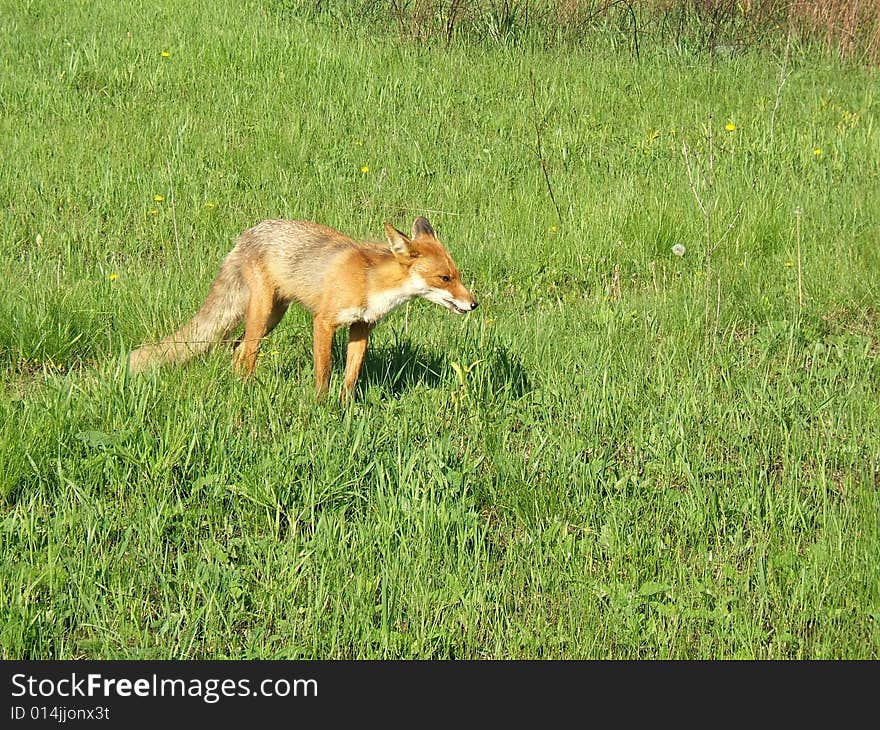 Red Fox in May in the Central Russia