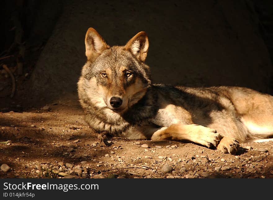 European wolf lain on a rock