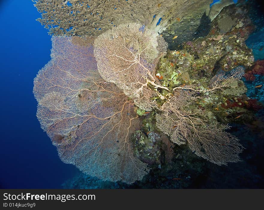 Coral and fish taken in the Red Sea.