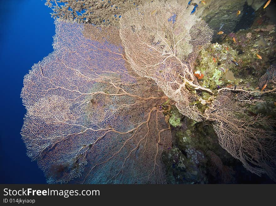 Coral and fish taken in the Red Sea.