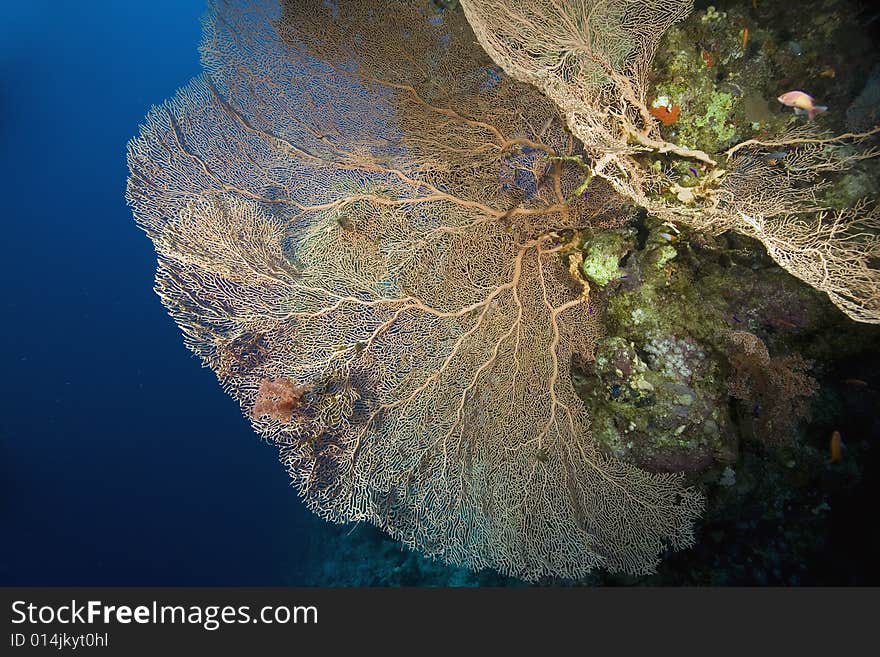 Coral and fish taken in the Red Sea.